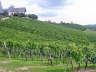 unser Weingarten Richtung Osten