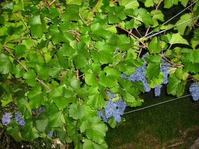 Die Trauben fr unseren Blauen Zweigelt